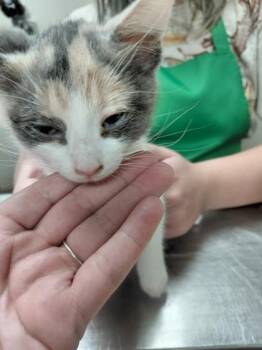 Annabeth -  Domestic Medium Hair and Domestic Short Hair Cat for Adoption in Conway, Arkansas - Annabeth | PetCurious
