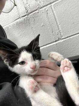 Velcro -  Domestic Short Hair Cat for Adoption in West Chester, Pennsylvania - Velcro | PetCurious