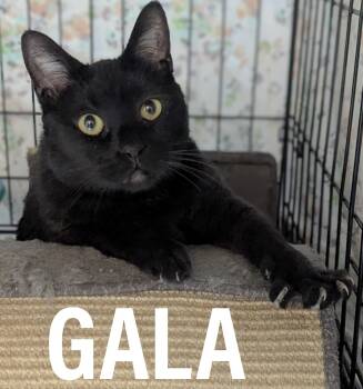 Domestic Short Hair and Bombay Cats Available for Adoption - GALA  | PetCurious