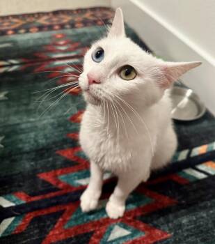Turkish Van and Domestic Short Hair Cats Available for Adoption in Austin, Texas - Amalthia “Thea” — A Soft, Little Angel With Eyes Straight Out Of | PetCurious