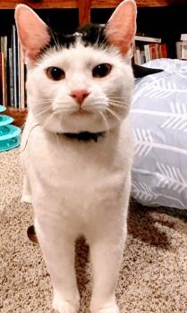 Montgomery (coming soon!) -  Domestic Short Hair Cat Available for Adoption in Kalamazoo, Michigan - Montgomery (coming Soon!) | PetCurious