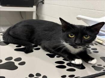 Domestic Short Hair Cats Available for Adoption in Derwood, Maryland - LICORICE | PetCurious