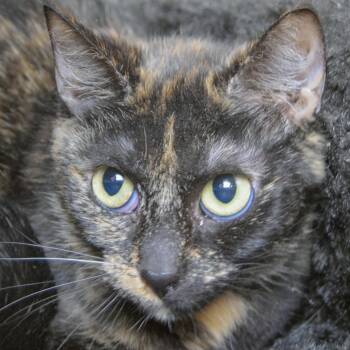 Lily -  Tortoiseshell and Domestic Short Hair Cat for Adoption in Huntley, Illinois - Lily | PetCurious