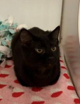 Papaya -  Domestic Short Hair Cat for Adoption in Mason City, Iowa - Papaya | PetCurious