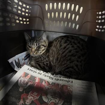 Domestic Short Hair Cats Available for Adoption in Columbus, North Carolina - Zee | PetCurious