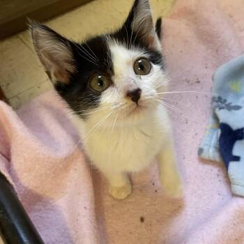 Jamie -  Domestic Short Hair Cat for Adoption in Monson, Massachusetts - Jamie | PetCurious