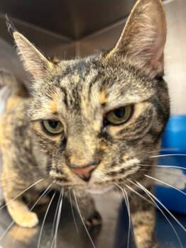 Stevie (91386) -  Domestic Short Hair and Tabby Cat for Adoption in St. George, Utah - Stevie (91386) | PetCurious