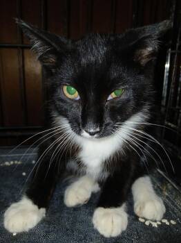 Mango -  Tuxedo Cat for Adoption - Mango | PetCurious