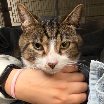 Harvest -  Domestic Short Hair Cat for Adoption in Bristol, Indiana - Harvest | PetCurious