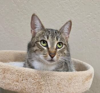 Domestic Short Hair Cats Available for Adoption in San Anselmo, California - Abigail | PetCurious