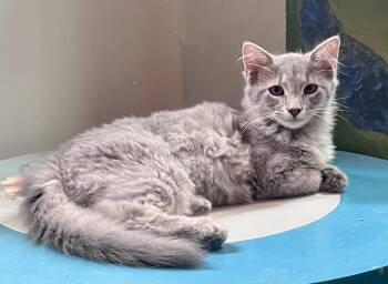 HR -  Domestic Short Hair Cat for Adoption in Rixeyville, Virginia - HR | PetCurious