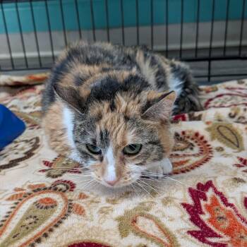 Casey -  Domestic Medium Hair Cat for Adoption in Jefferson City, Tennessee - Casey | PetCurious