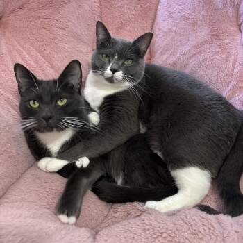 Domestic Short Hair Cats Available for Adoption - Mila | PetCurious