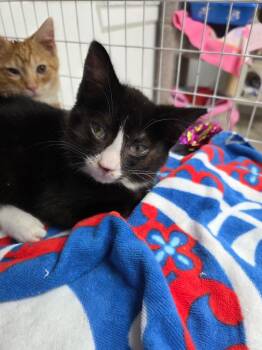 Domestic Short Hair Cats Available for Adoption - Precious | PetCurious