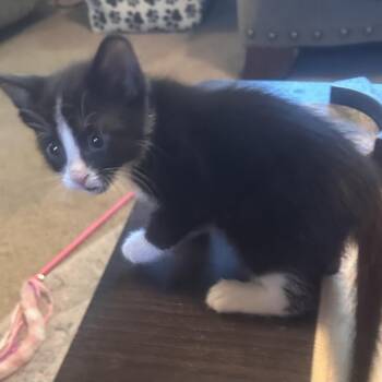 AJ -  Domestic Short Hair Cat for Adoption in Columbia, Missouri - AJ | PetCurious