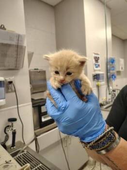 Dandelion -  Domestic Medium Hair and Domestic Short Hair Cat for Adoption in Gastonia, North Carolina - Dandelion | PetCurious