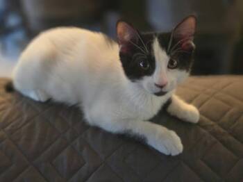 Tank -  American Shorthair Cat for Adoption in Buckeye, Arizona - Tank | PetCurious