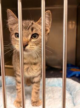 Zeus -  Domestic Short Hair Cat for Adoption in Rensselaer, Indiana - Zeus | PetCurious