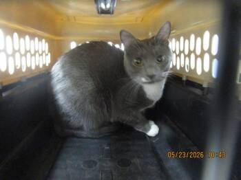 Domestic Short Hair Cats Available for Adoption in Marietta, Georgia - Feyre(680) | PetCurious