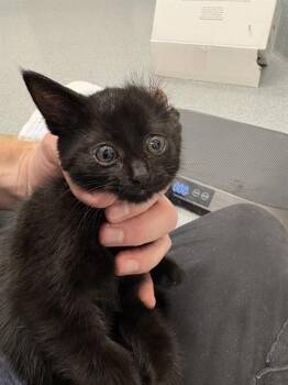 LYNX -  Domestic Short Hair Cat for Adoption in Indianapolis, Indiana - LYNX | PetCurious
