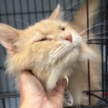 Heathcliff -  Domestic Long Hair Cat for Adoption in Normal, Illinois - Heathcliff | PetCurious