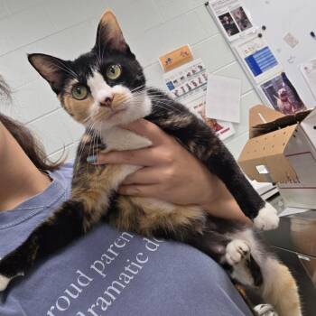 Fancy -  Domestic Short Hair Cat for Adoption in Chattanooga, Tennessee - Fancy | PetCurious