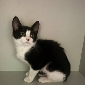 Duchess -  Domestic Short Hair Cat for Adoption in Sarasota, Florida - Duchess | PetCurious