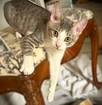 Rescue Tabby Cats for Adoption in Fort Myers, Florida - Tucker | PetCurious