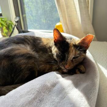 Muffuletta -  Domestic Short Hair Cat for Adoption in Evanston, Illinois - Muffuletta | PetCurious