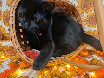 Rescue Domestic Short Hair Cats for Adoption in Ocean Springs, Mississippi - Lucifer | PetCurious