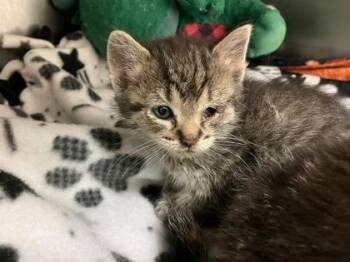 Tootsie -  Domestic Short Hair Cat for Adoption in Woodbury, Minnesota - Tootsie | PetCurious