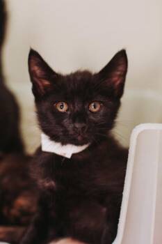 93119a Ozzy-PetSmart West Ashley -  Domestic Short Hair Cat for Adoption in North Charleston, South Carolina - 93119a Ozzy-PetSmart West Ashley | PetCurious