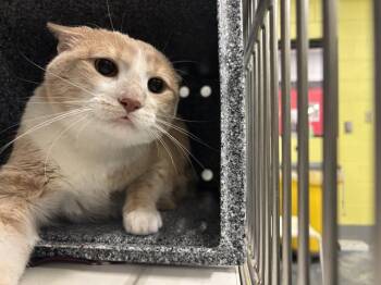 Domestic Short Hair Cats Available for Adoption - PEANUT | PetCurious