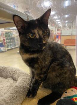 Rescue Domestic Short Hair Cats for Adoption in Norwalk, Connecticut - Sora | PetCurious