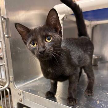 Polaris -  Domestic Short Hair Cat for Adoption in Stillwater, Oklahoma - Polaris | PetCurious