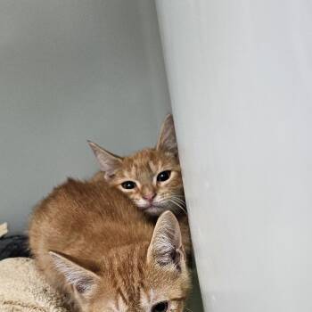 Echo -  Domestic Short Hair Cat for Adoption in Ridgely, Maryland - Echo | PetCurious