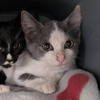 Greg -  Domestic Short Hair Cat for Adoption in Emporia, Kansas - Greg | PetCurious