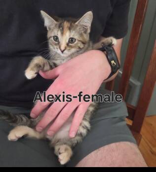 Alexis -  Tabby and Calico Cat for Adoption in Wyandotte, Michigan - Alexis | PetCurious