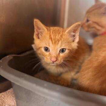 Joe -  Domestic Short Hair Cat for Adoption in Starkville, Mississippi - Joe | PetCurious