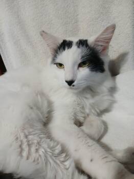 Ozzy (Oswald) -  Norwegian Forest Cat and Domestic Long Hair Cat for Adoption in Las Vegas, Nevada - Ozzy (Oswald) | PetCurious