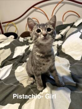 Pistachio -  Tabby Cat for Adoption in Maywood, Illinois - Pistachio | PetCurious
