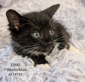 Domestic Short Hair Cats Available for Adoption - Stars | PetCurious