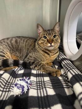Captain Sparrow -  Domestic Short Hair Cat for Adoption in Grants Pass, Oregon - Captain Sparrow | PetCurious