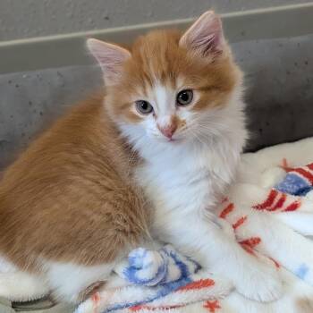 Samuel -  Domestic Short Hair Cat for Adoption in Prairie Du Chien, Wisconsin - Samuel | PetCurious