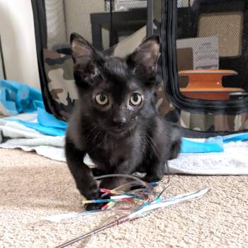 Billy (A142230) -  Domestic Short Hair Cat for Adoption in Burbank, California - Billy (A142230) | PetCurious