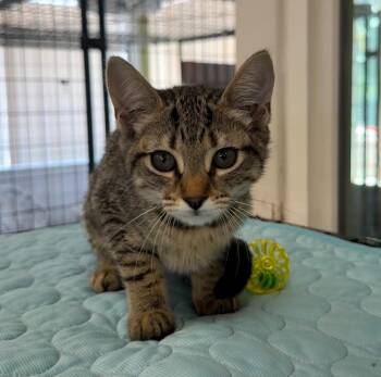 Papaya -  Domestic Short Hair Cat for Adoption in Lemoore, California - Papaya | PetCurious