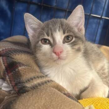 Julius the Second -  Domestic Short Hair Cat for Adoption in Tempe, Arizona - Julius The Second | PetCurious