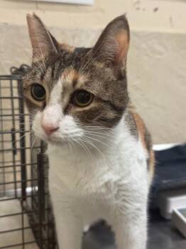 Yoda -  Domestic Short Hair Cat for Adoption in Honolulu, Hawaii - Yoda | PetCurious