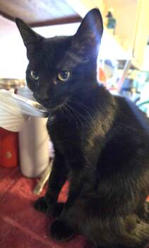 Rescue Domestic Short Hair Cats for Adoption in Waverly, Iowa - Tippie **KITTEN** | PetCurious