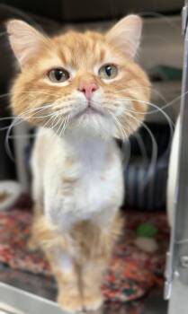 Domestic Medium Hair Cats Available for Adoption in Bemidji, Minnesota - Ace | PetCurious